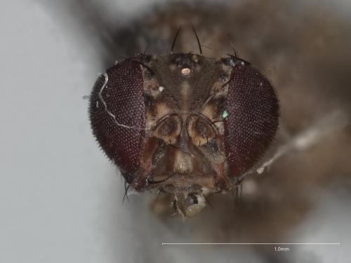 Drosophila sp.